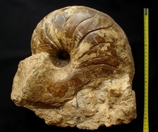 Nautile du Toarcien : énorme