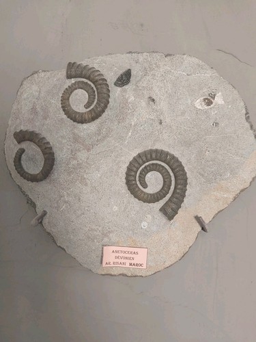 Anetoceras sur plaque - anetoceras,