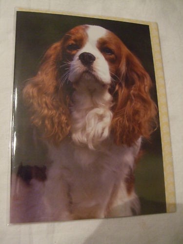 Carte enveloppe chien - -,