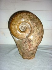 Belle ammonite fossile 1,6kg de Madagascar 150 mm