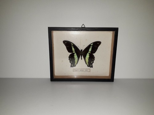 Cadre papillon mireus - cadre,