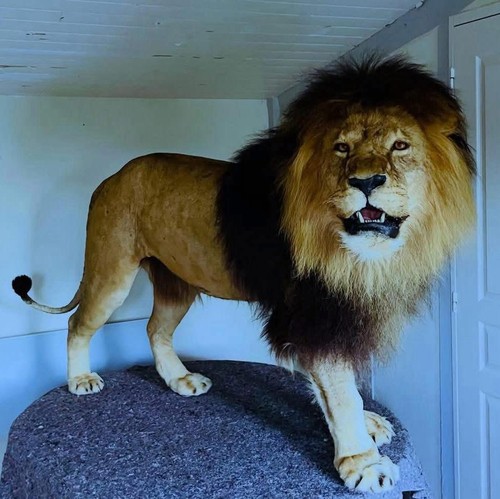 Antique lion taxidermy ancien - taxidermy,,