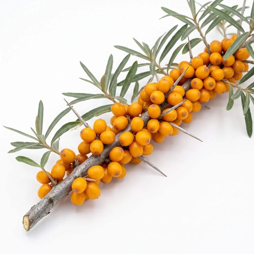 Graines argousier hippophae - graines, (hippophae