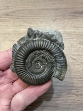 ammonite origine Angleterre