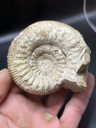 8 cm ammonite - /,