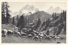 NEVACHE été brebis