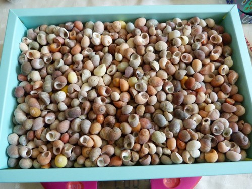 Boite coquillages - boite,