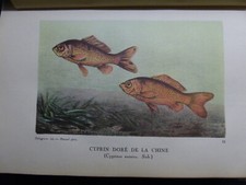 La pêche et les poissons.LA