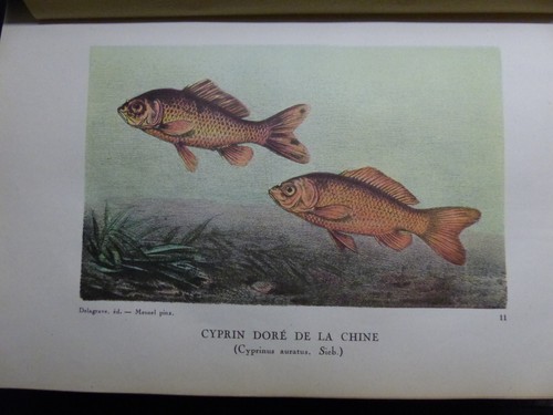 Pêche les poissons la - la,