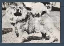 CPSM vers 1960  nature faune