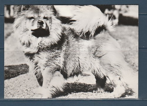 Cpsm vers 1960 nature - cpsm,