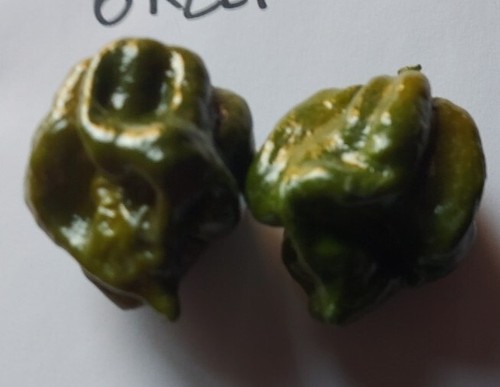 Graines piment vert - 20,