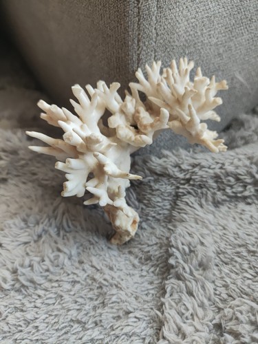 Véritable corail blanc - ​véritable,