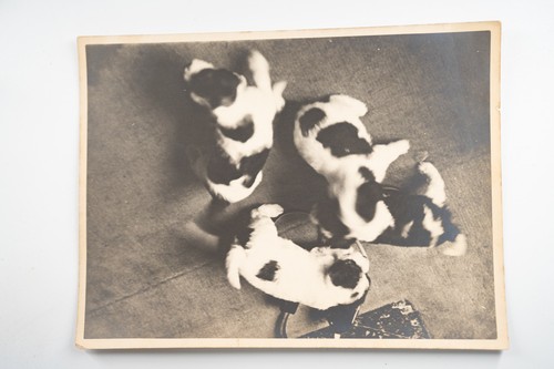 Photo argentique france chiot - photo,