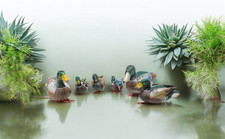 Décoration Pour Canards En