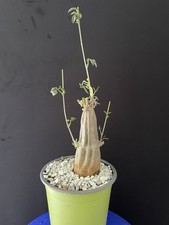 Rare plante à caudex