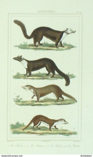 Gravure vauthier buffon - gravure, vauthier-buffon