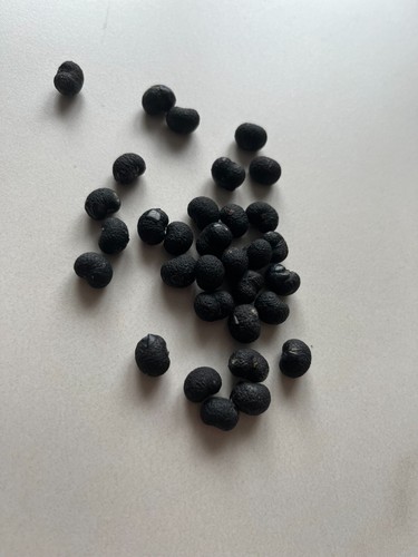 Lot graines de - de,