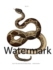 Leopold Fitzinger Timber Rattlesnake Canebrake Snake 1864 17"x22" Reproduction