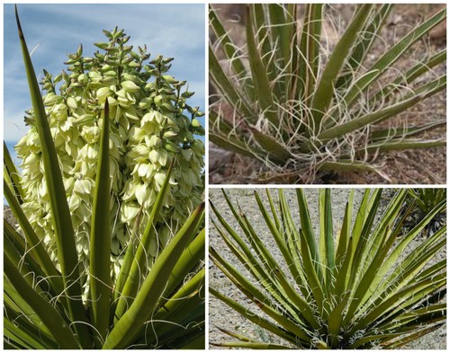 Graines yucca schidigera - graines,