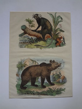 Ancienne gravure Ours brun &
