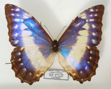 Morpho Cypris Cypris ssp. Female Cyanites - Muzo Colombia - 112mm - A- -
