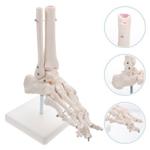Modèle joint pied - modèle, de