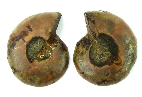 116 pierre ammonite - ct,