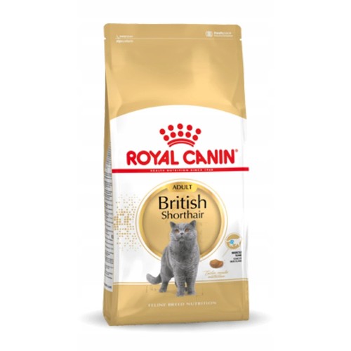 Fbn british shorthair kg - shorthair,