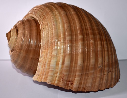 Sea shell coquillages - sea,