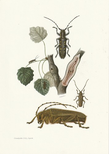 Planche histoire naturelle - 80,