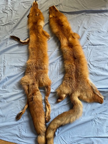 Fourrures renard à - fourrures, de