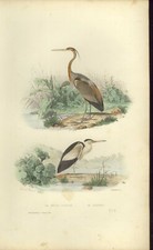 BUFFON Animaux Gravure 1856