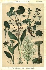 Botanique gravure plantes