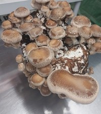 12lb-Shiitake Mushroom Grow