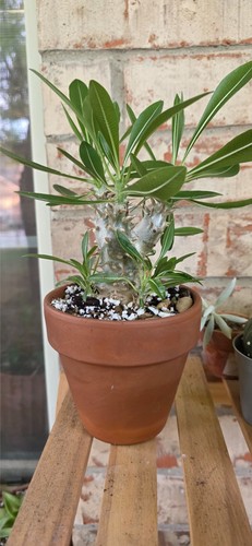 Pachypodium densiflorum live - pachypodium,