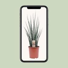 Sansevieria 'Fernwood'Mikado - Exotique Plantes D'Intérieur, Hauteur 80 CM,