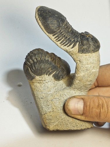 Trilobites paralejurus - 2,
