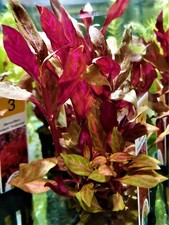 ALTERNANTHERA REINICKII