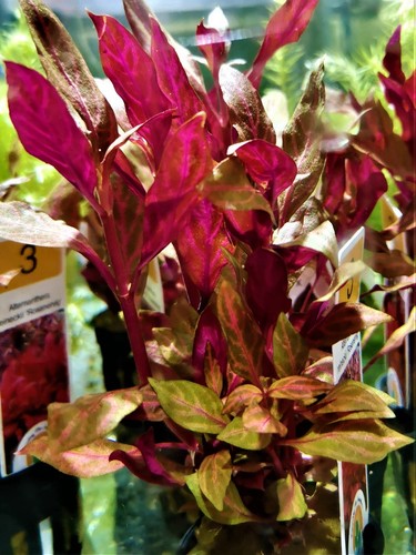 Alternanthera reinickii - alternanthera,