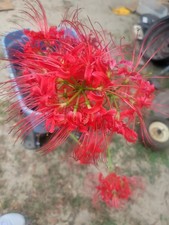10 LARGE Red Spider Lily Bulbs DUG FRESH UPON PURCHASE Lycoris radiata