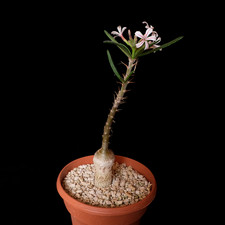 Pachypodium griquense specimen