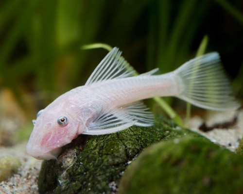 Ancistrus snow white - ancistrus, poissons