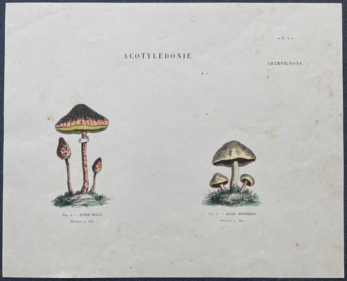 Herbier agaric élevé - herbier,