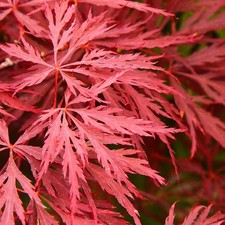 Acer palmatum dissectum