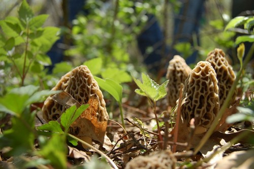 Promo mycélium morilles - promo,