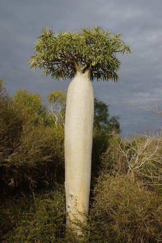 Live plant 1ft - plant,