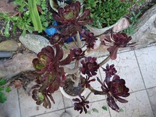 = déco TERRASSE ,JARDIN  solarium  aéoniums  ramifié s et en  tige 