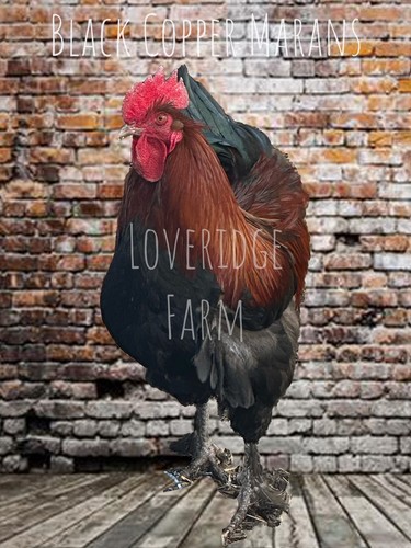 Black copper marans - 4++,