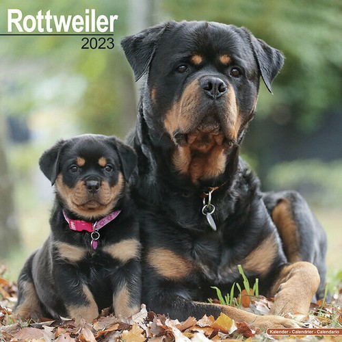 Calendrier 2023 rottweiler - calendrier,